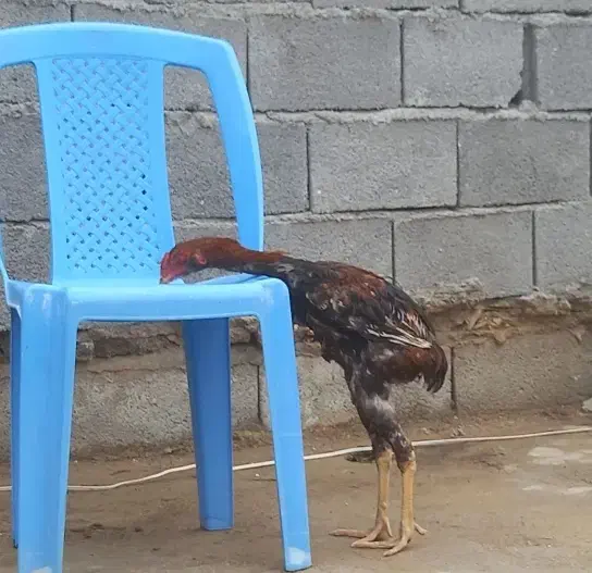 خروس لاری|پرنده|دشت ذهاب, |دیوار