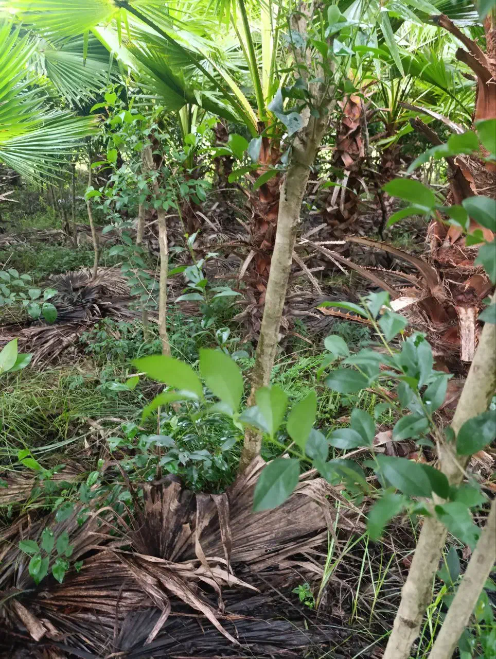 برگ نو (پایه پیوند)|خدمات باغبانی و درختکاری|چابکسر, |دیوار