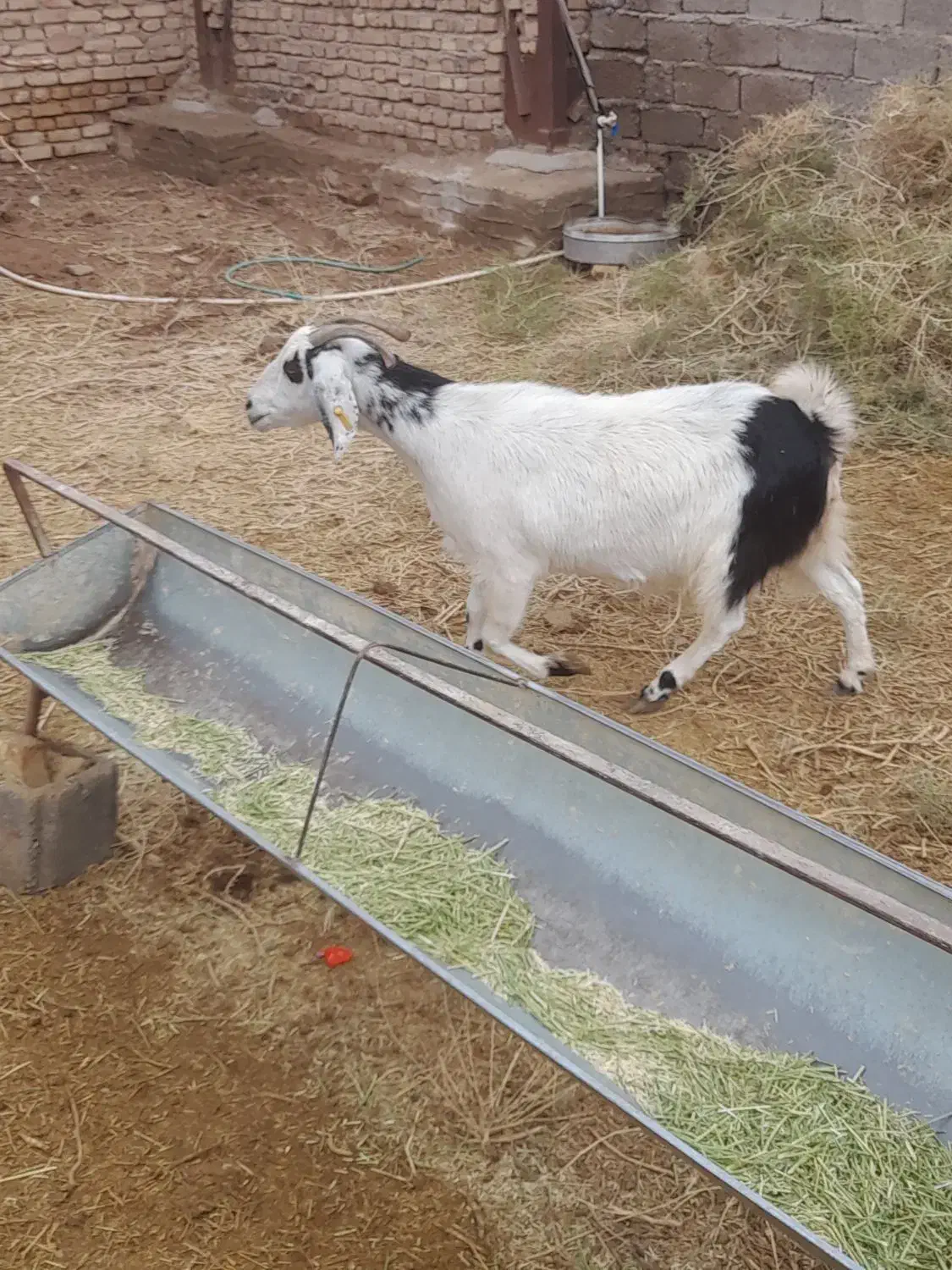 بزه|حیوانات مزرعه|زرند, |دیوار