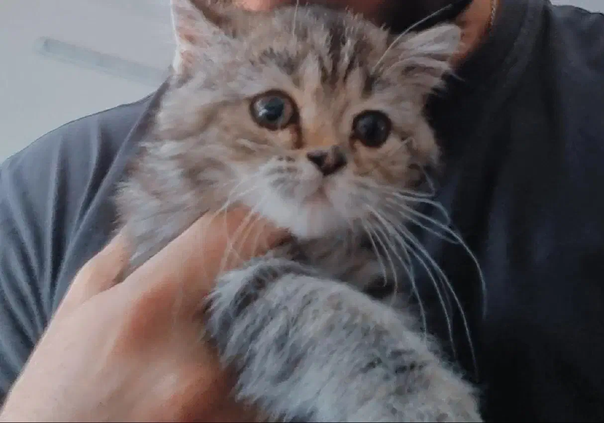 گربه ۴ ماهه بریتیش|گربه|شاهین‌شهر, شهرک هشت بهشت|دیوار