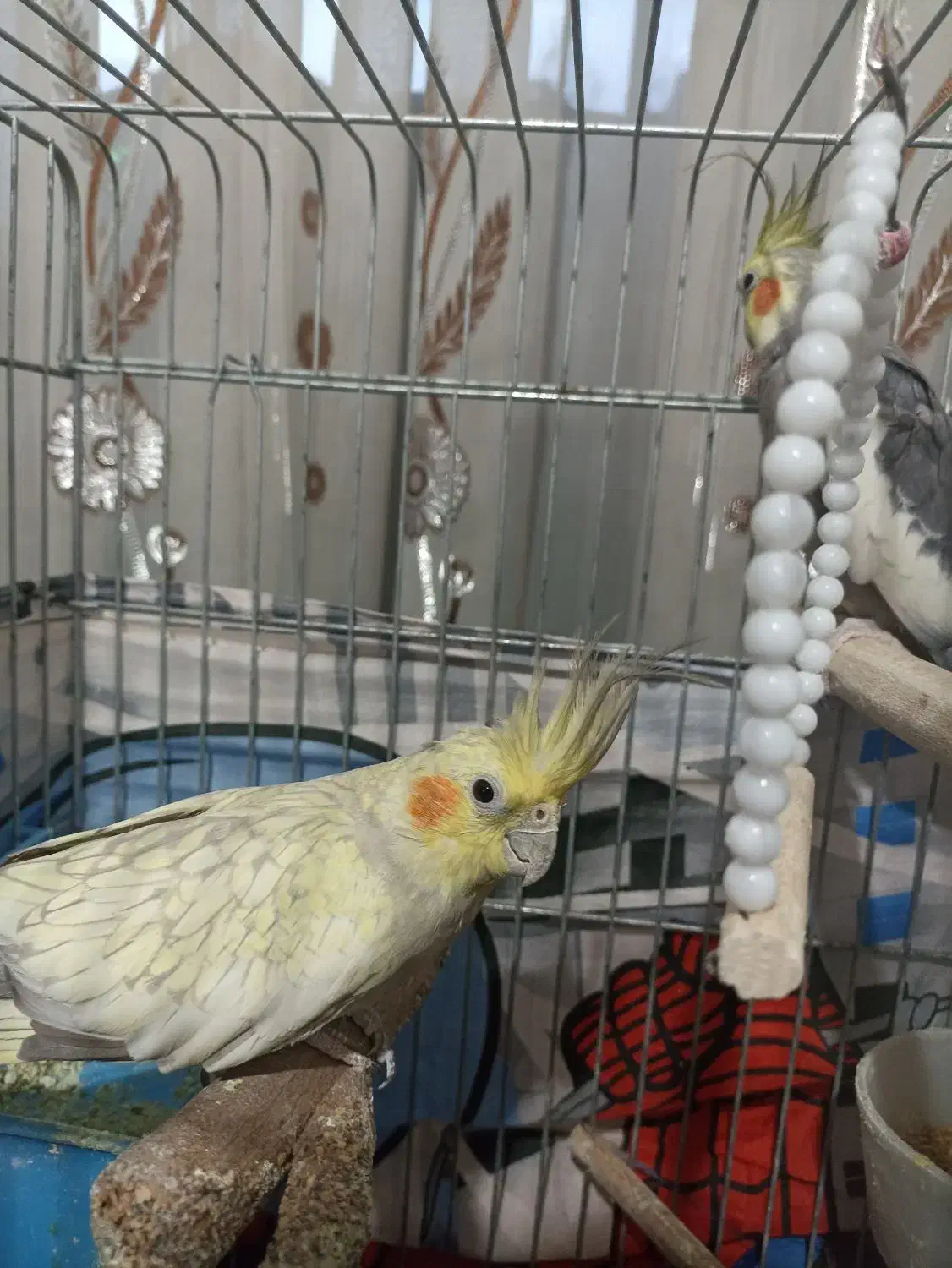 عروس هلندی ماده|پرنده|شیراز, تندگویان|دیوار