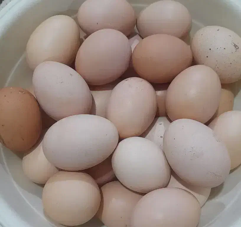 تخم مرغ محلی|خوردنی و آشامیدنی|نیشابور, شهید جعفری|دیوار