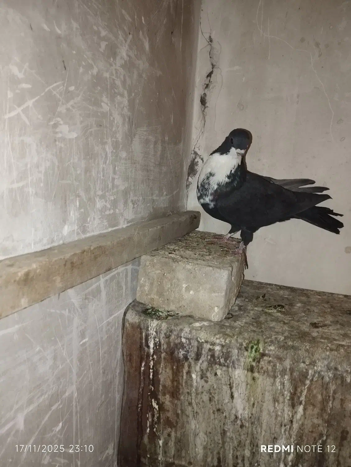 طوقی کلاهی وسیاه  رسمی معامله با قناری نر|پرنده|کرمان, |دیوار