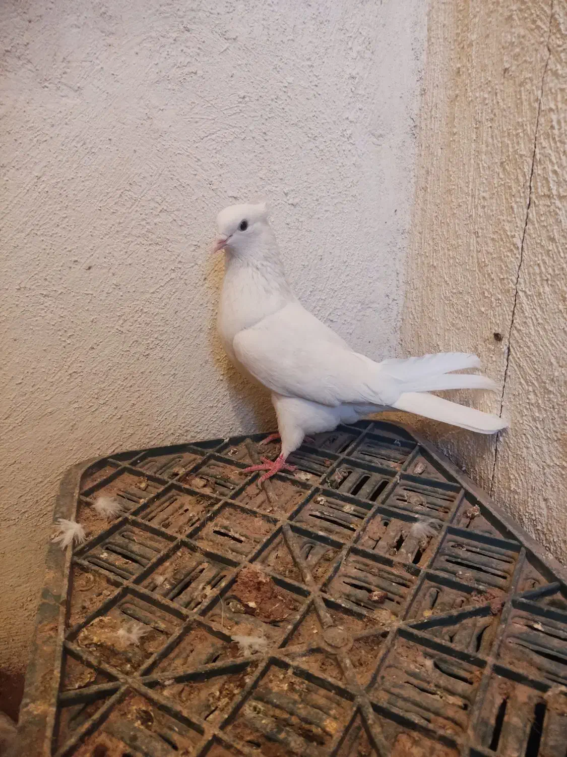 کفتر|پرنده|بهارستان, |دیوار