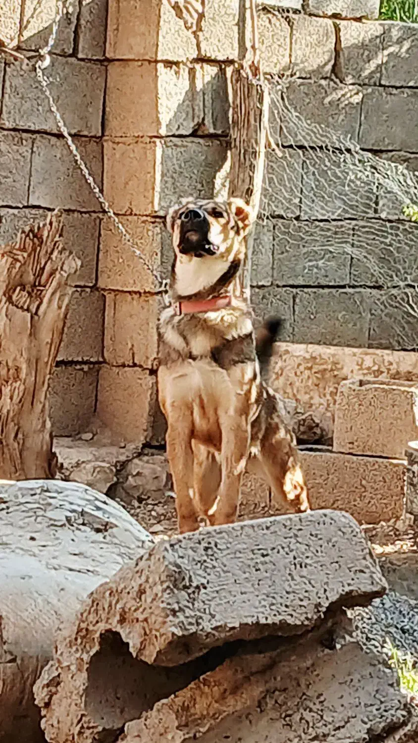 واگذاری سگ|سگ|شباب, |دیوار