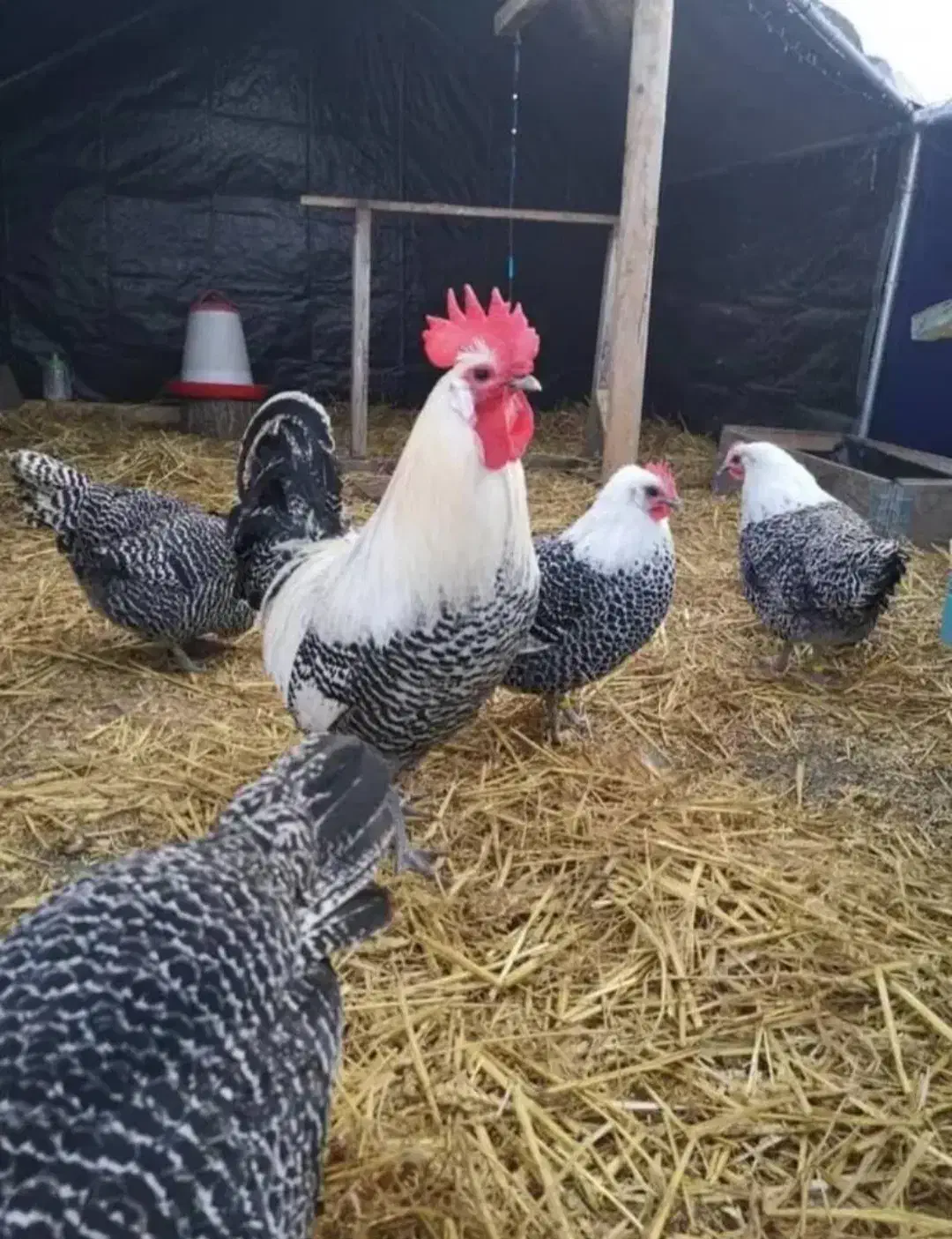 فروش تخم نطفه دار و جوجه (براکل )نژاد بلژیکی|حیوانات مزرعه|بندرعباس, |دیوار