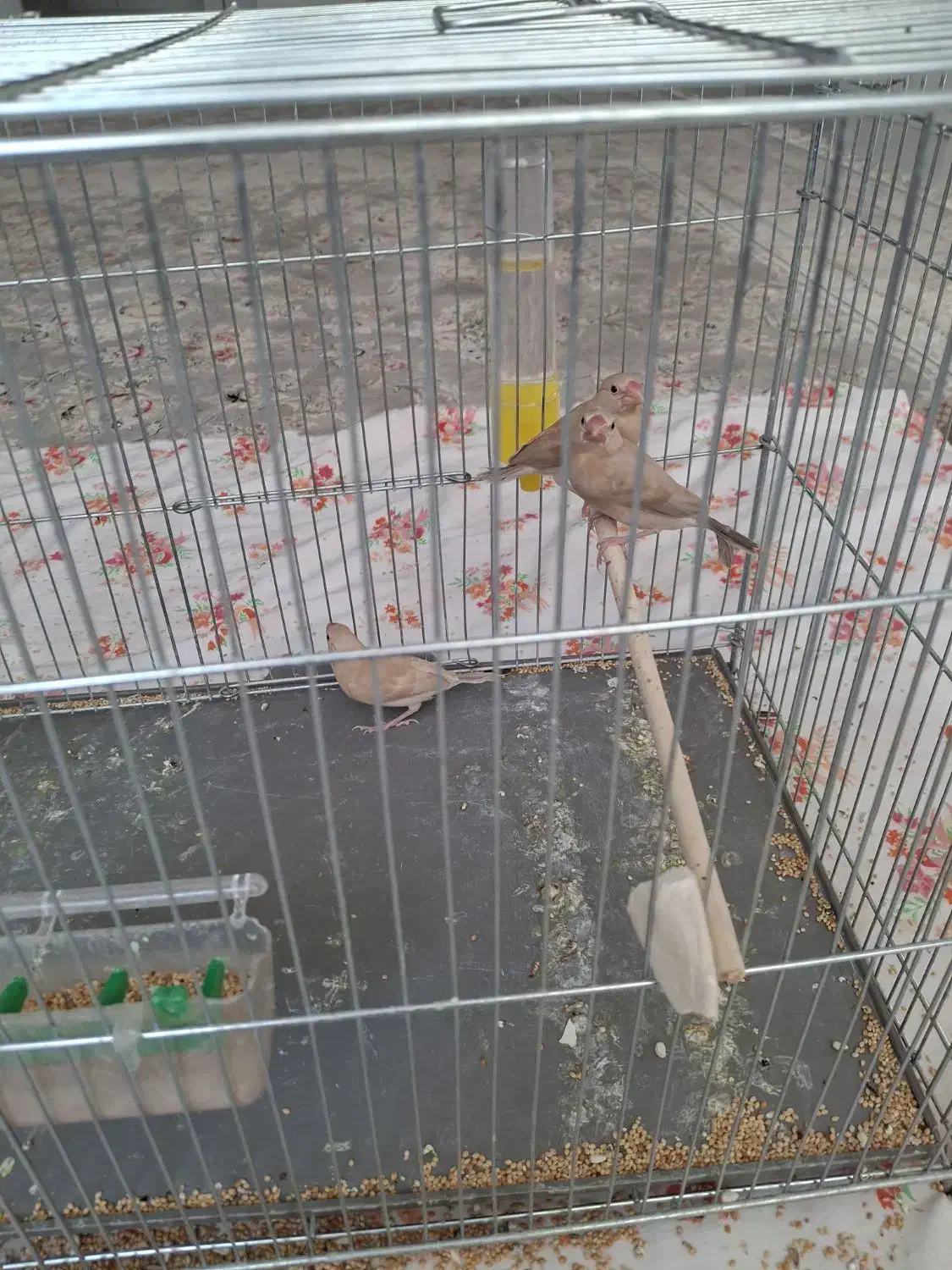 فروش سه تا جوجه فنج نرگسی شکلاتی|پرنده|شاهینشهر, شهرک میلاد|دیوار