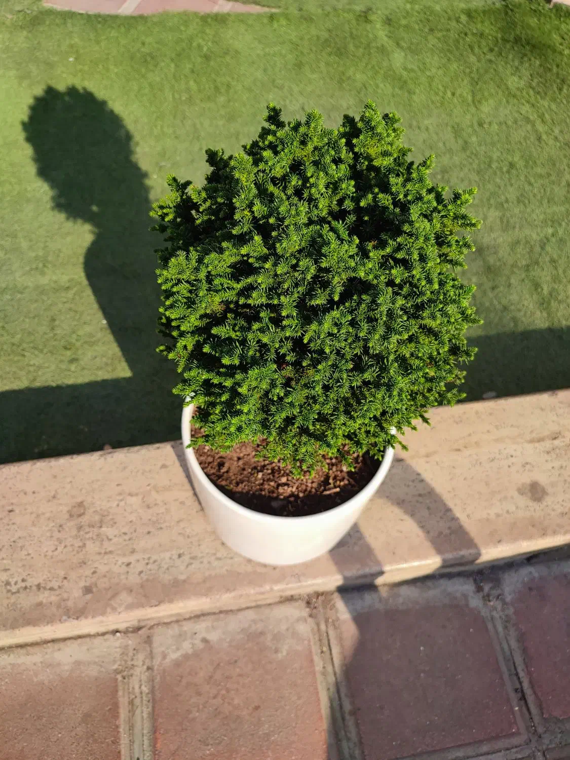 کریپ توپی (62% تخفیف) 13ساله|گل و گیاه طبیعی|تهران, صادقیه|دیوار