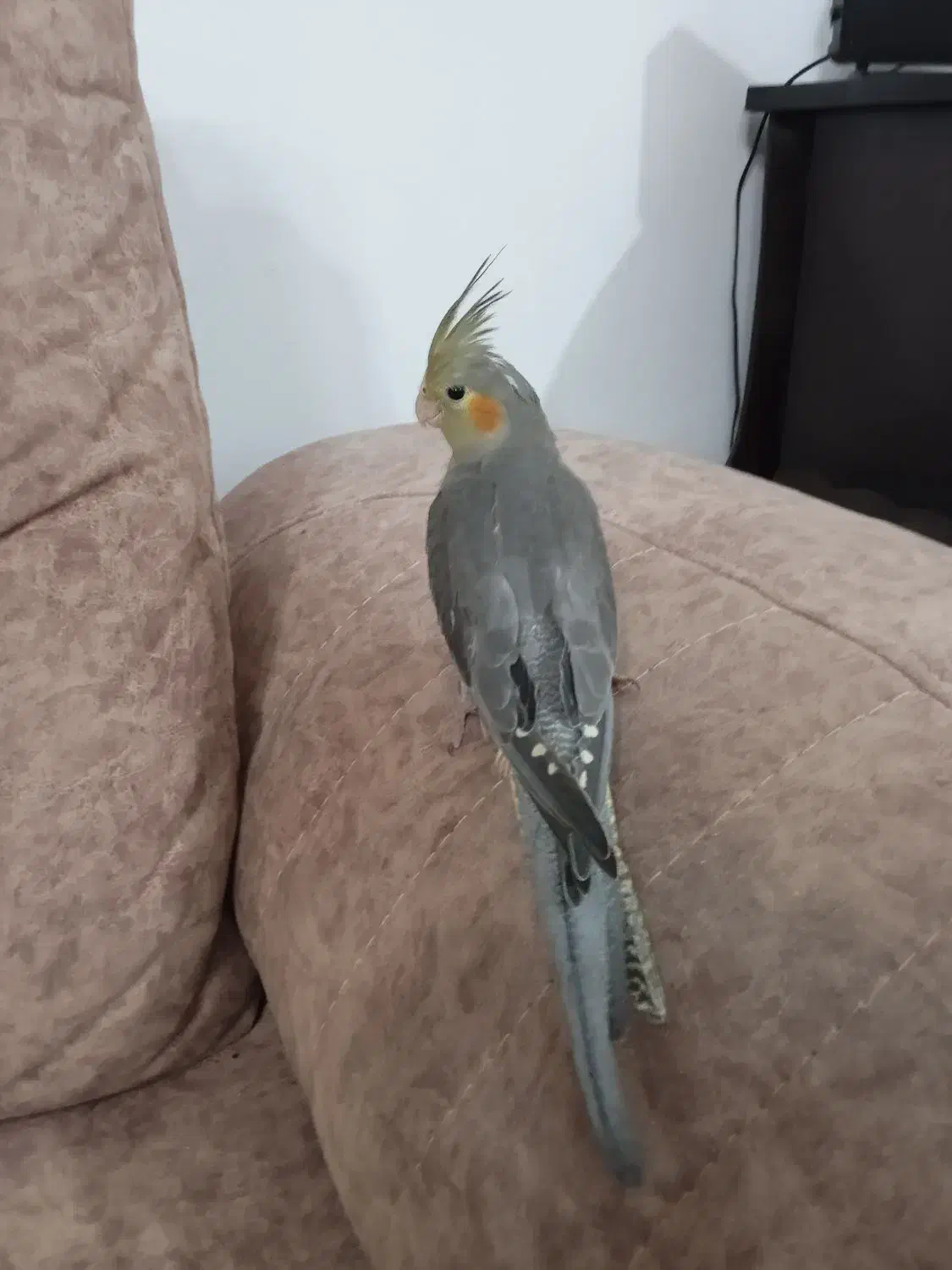 جوجه عروس هلندی|پرنده|رودهن, |دیوار