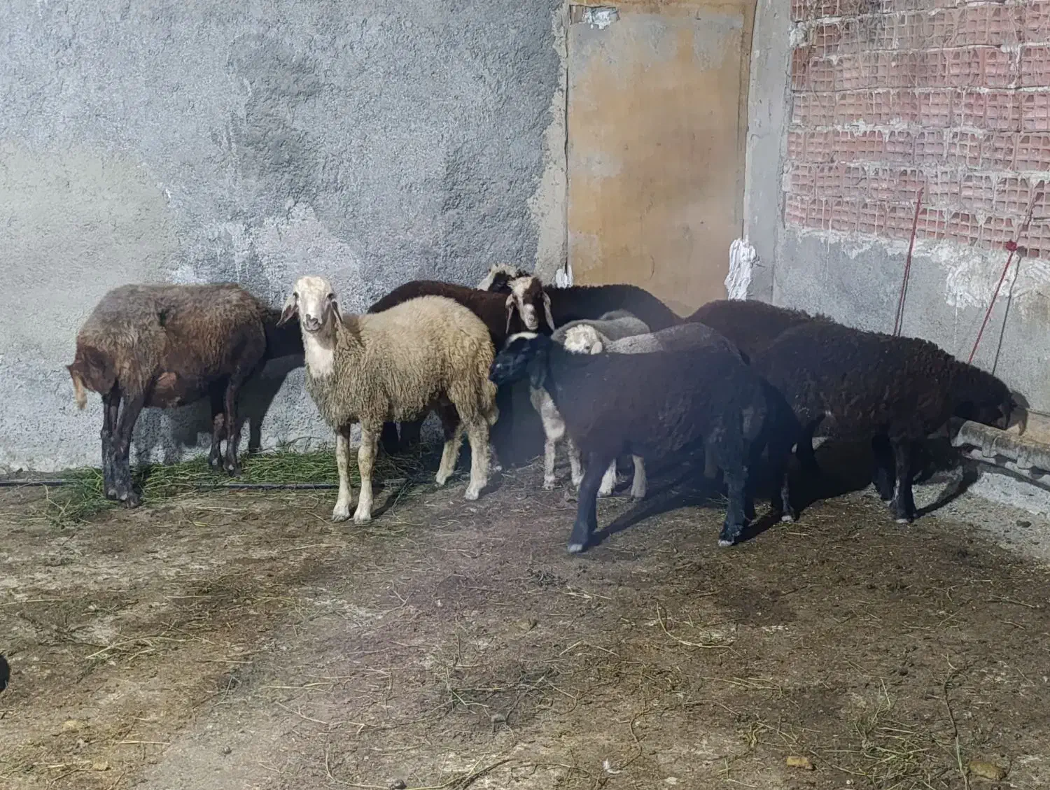 فروش بره گوسفند|حیوانات مزرعه|بندر گز, |دیوار