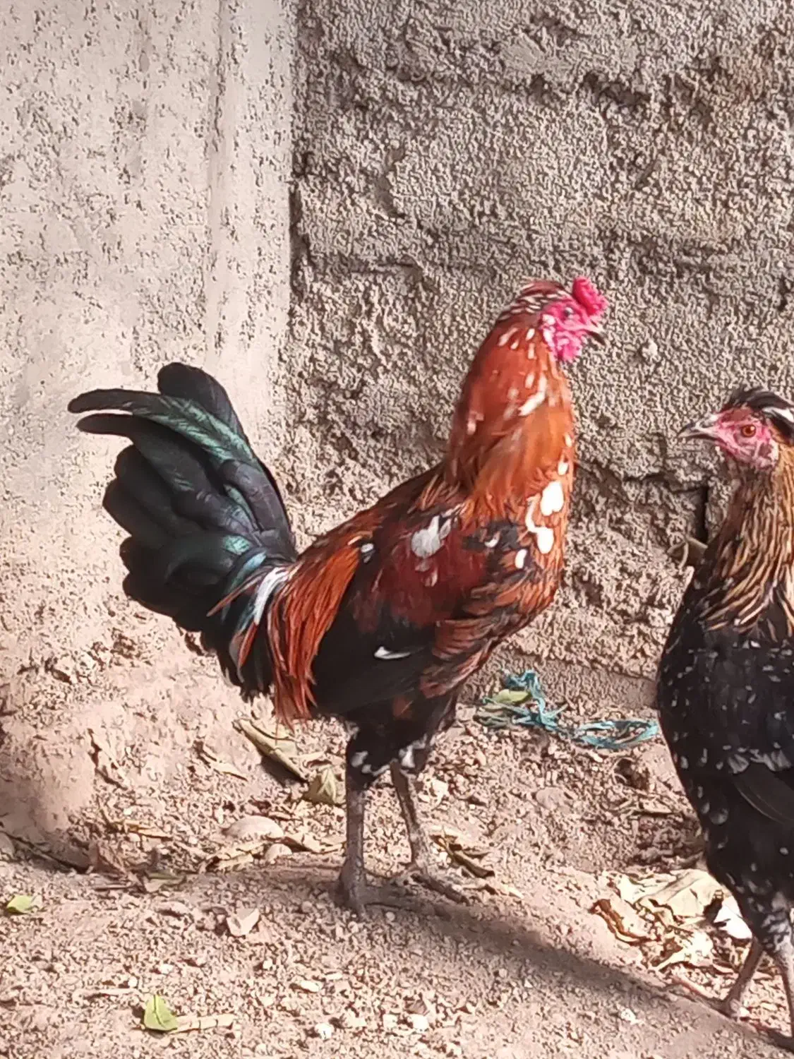 مرغ و خروس گلین|حیوانات مزرعه|رامیان, |دیوار