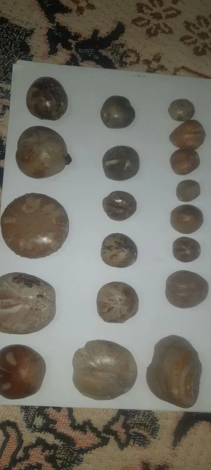 انوع فسیل ستاره دریای|کلکسیون اشیاء عتیقه|بجنورد, |دیوار