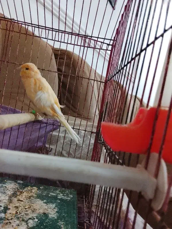 قناری نر لیمویی|پرنده|زاهدان, |دیوار