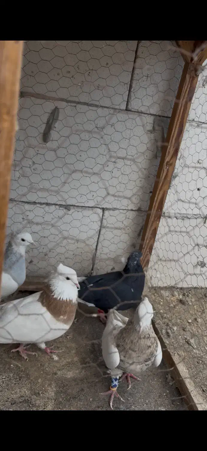 تعدادی کفتر|پرنده|مشهد, امام رضا (ع)|دیوار