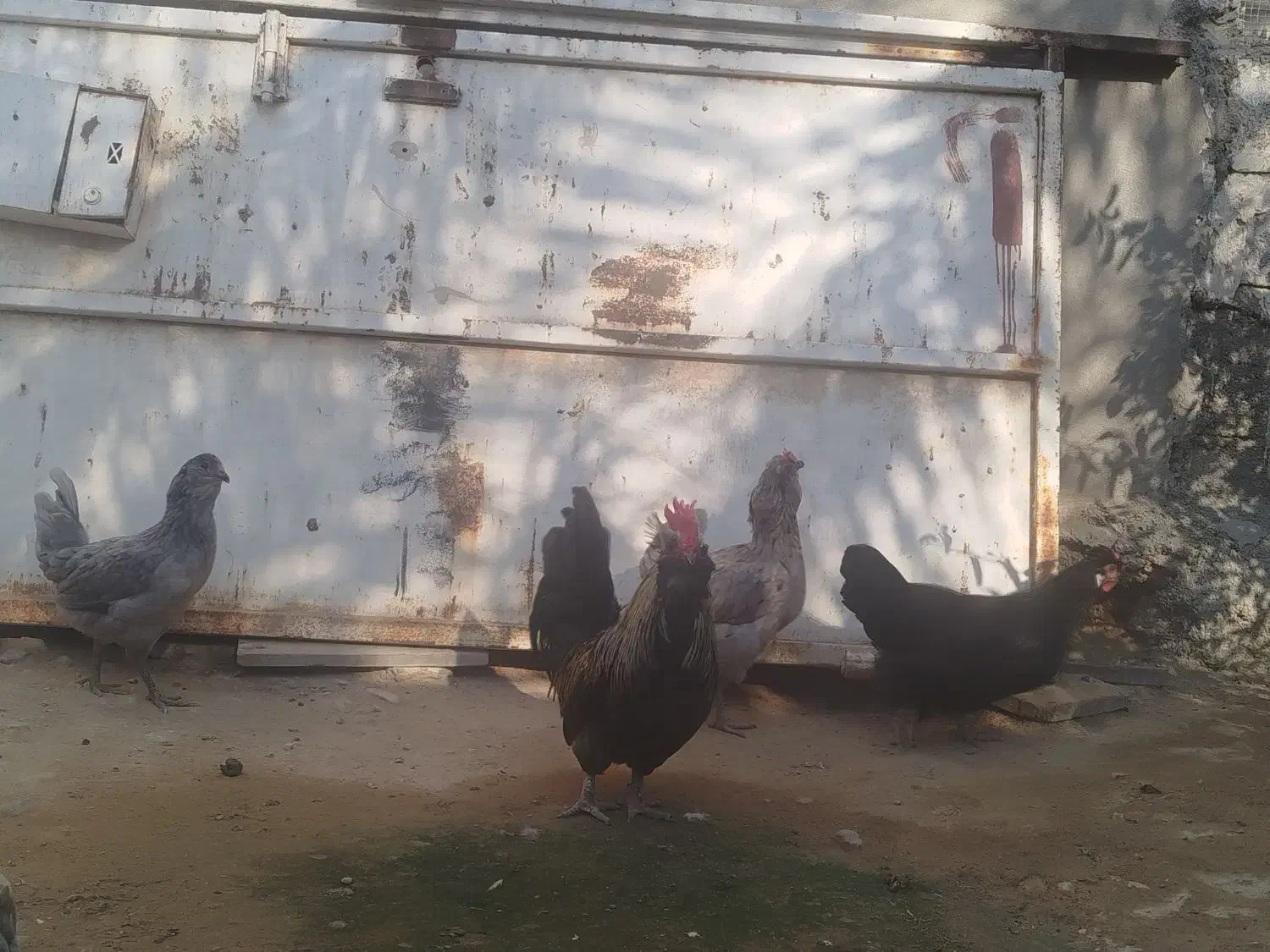 مرغ و خروس فروشی|حیوانات مزرعه|خورموج, |دیوار