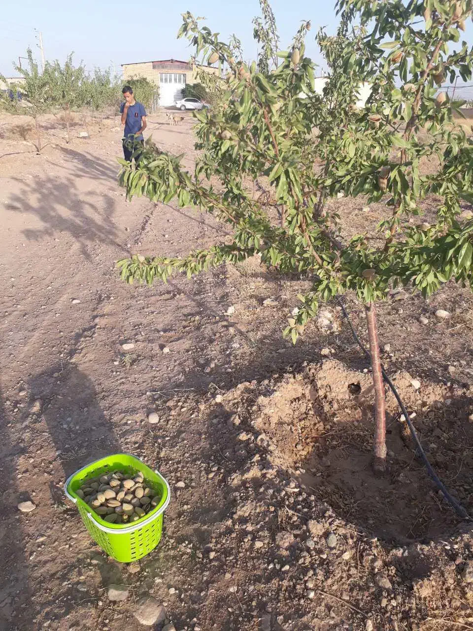 مزرعه ۴۰ هزار متری، سنددار،دیوار شده با تاسیسات|فروش زمین و ملک کلنگی|زرندیه, |دیوار