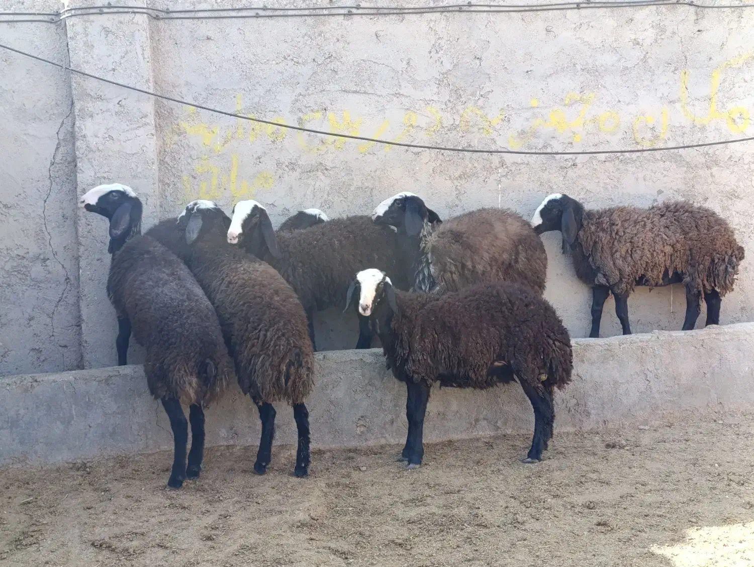 بره تخلی در حد شیشک شال|حیوانات مزرعه|تاکستان, |دیوار