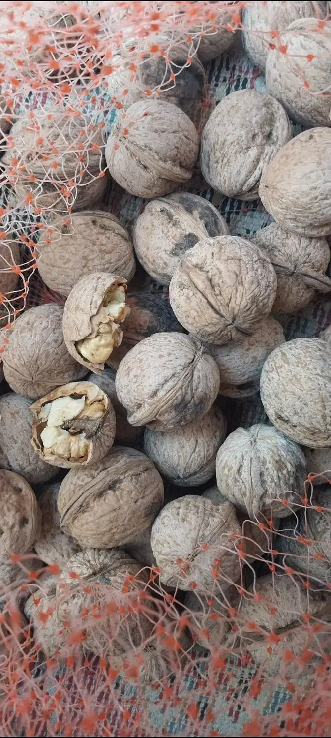 گردو درجه یک اعلا|حراج|اندیمشک, |دیوار