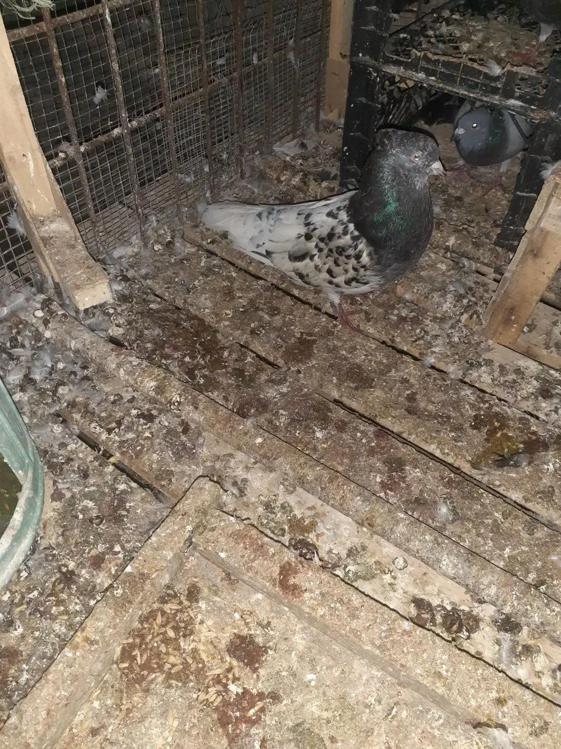 کبوتر|پرنده|بندر کنگان, |دیوار