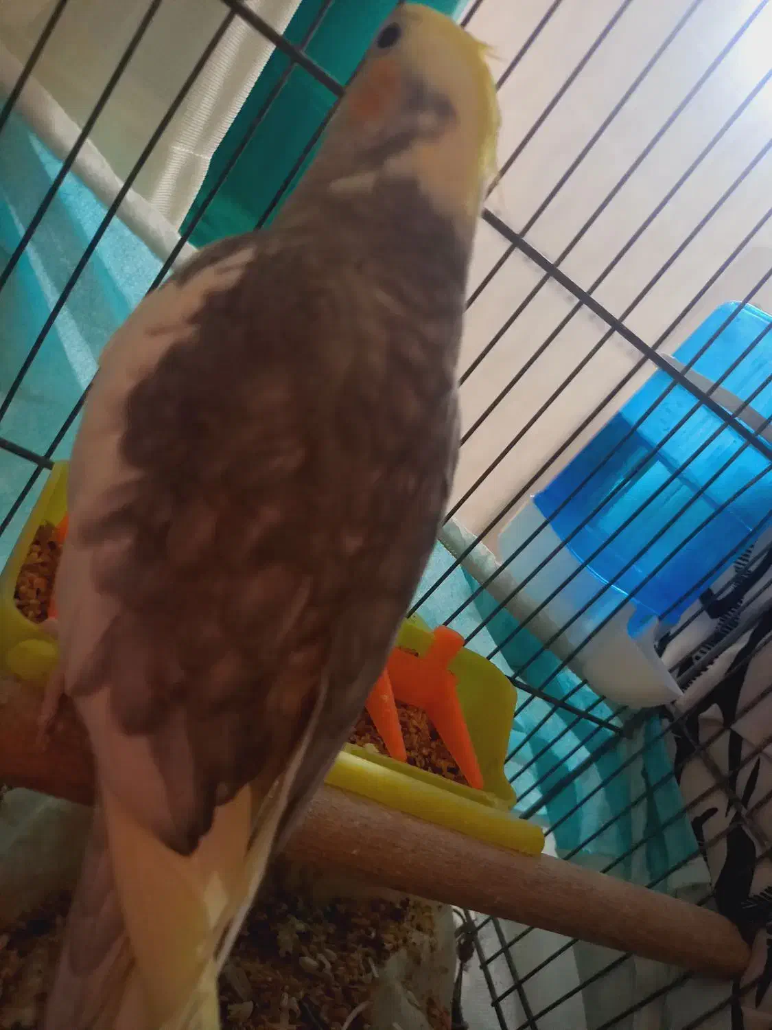 عروس زیبا|پرنده|قم, نخودی|دیوار