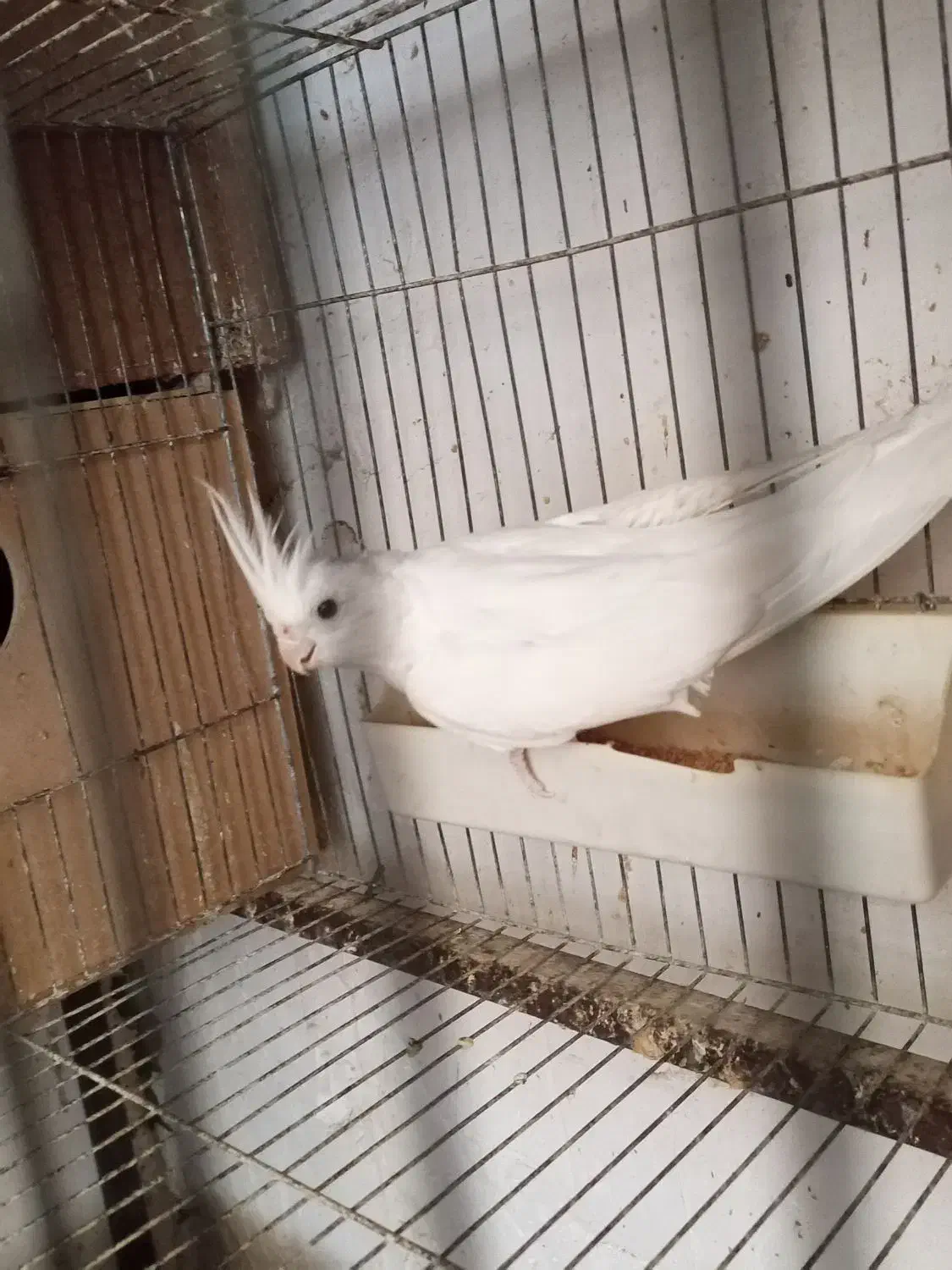 عروس هلندی|پرنده|سرخنکلاته, |دیوار