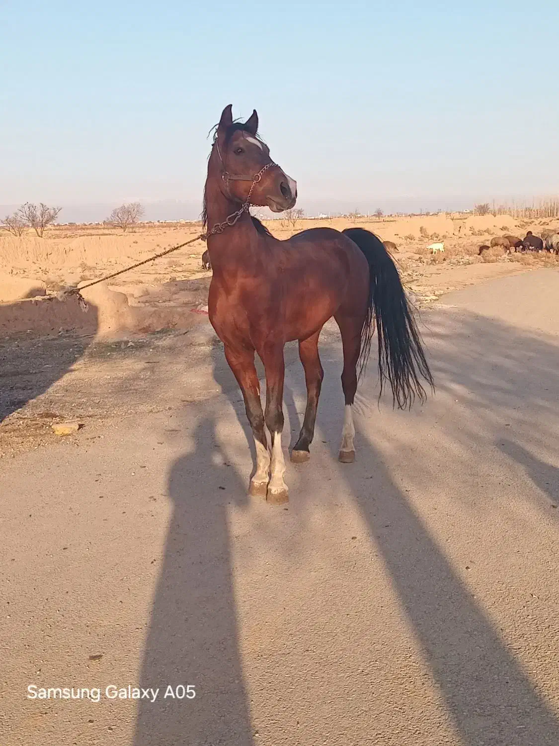 اسب|اسب و تجهیزات اسب‌سواری|اسفرورین, |دیوار