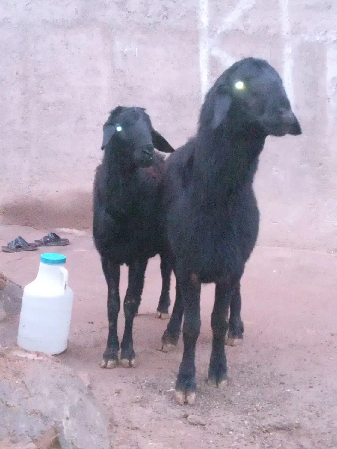 قوچ|حیوانات مزرعه|دوتپه, |دیوار