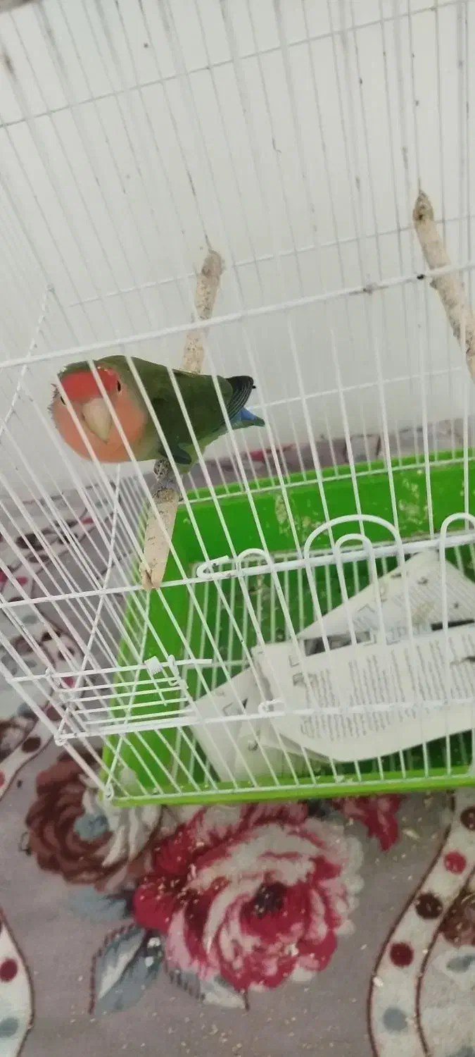 طوطی برزیلی|پرنده|برازجان, |دیوار