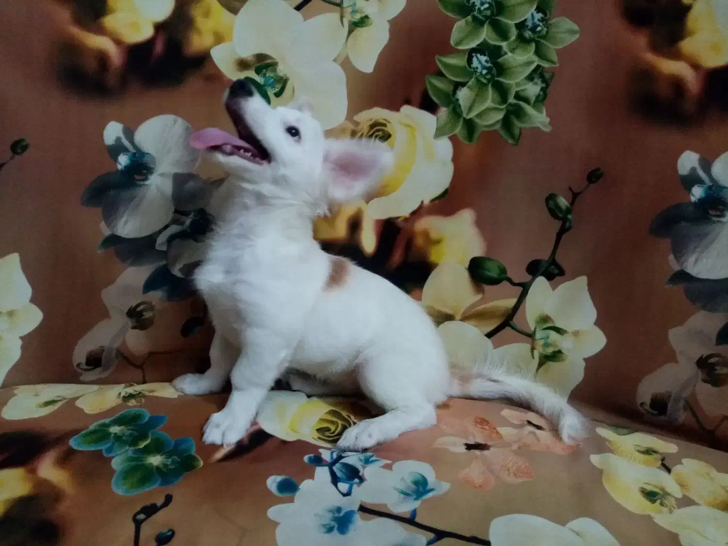 سگ بازیگوش|سگ|نیشابور, دارایی|دیوار