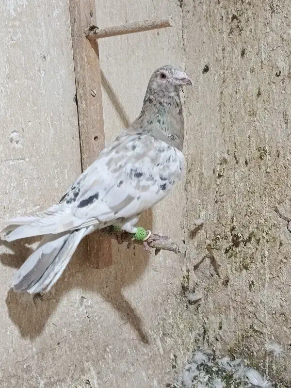 سار شکلاتی|پرنده|نیشابور, ده حلاج|دیوار