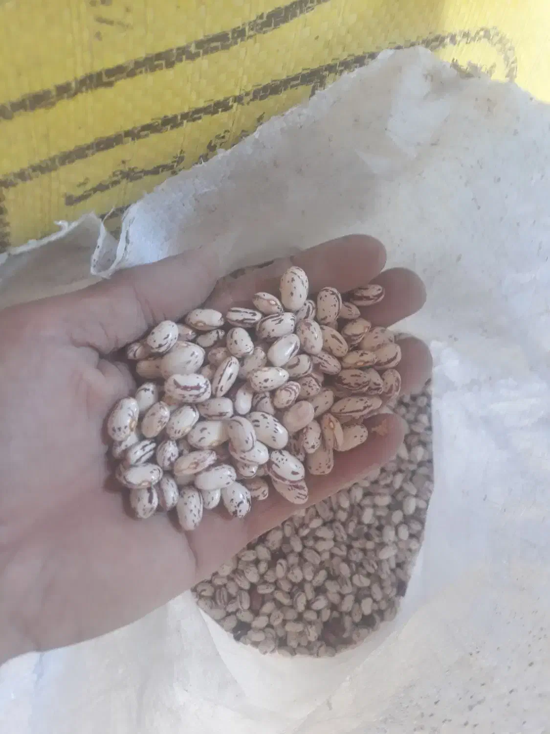 لوبیا چیتی|حراج|اهر, |دیوار