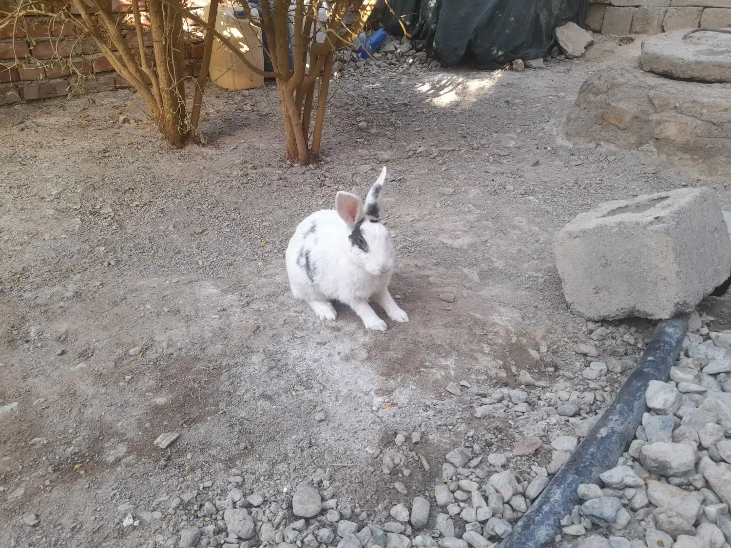 خرگوش نر و ماده|موش و خرگوش|خاش, |دیوار