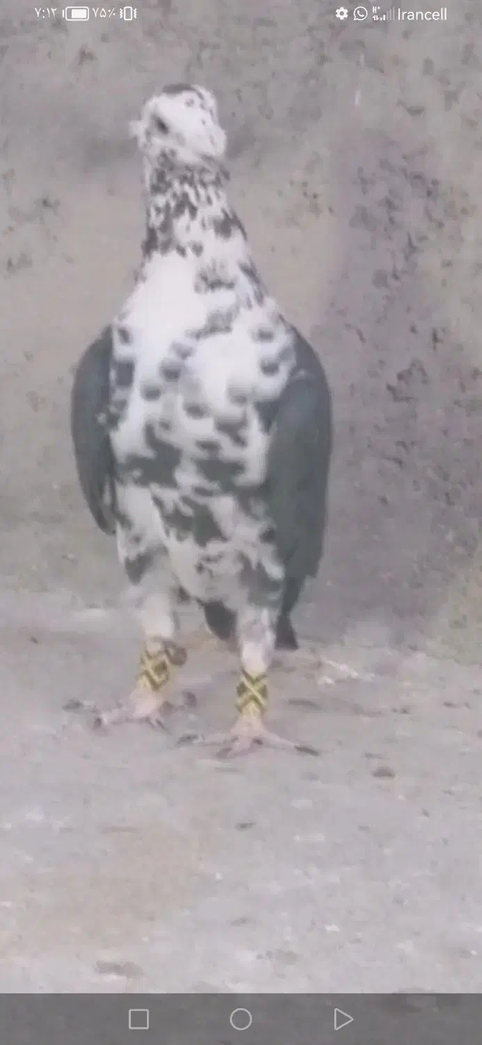 نر کشکی سینه سفید کاکل|پرنده|لار, |دیوار