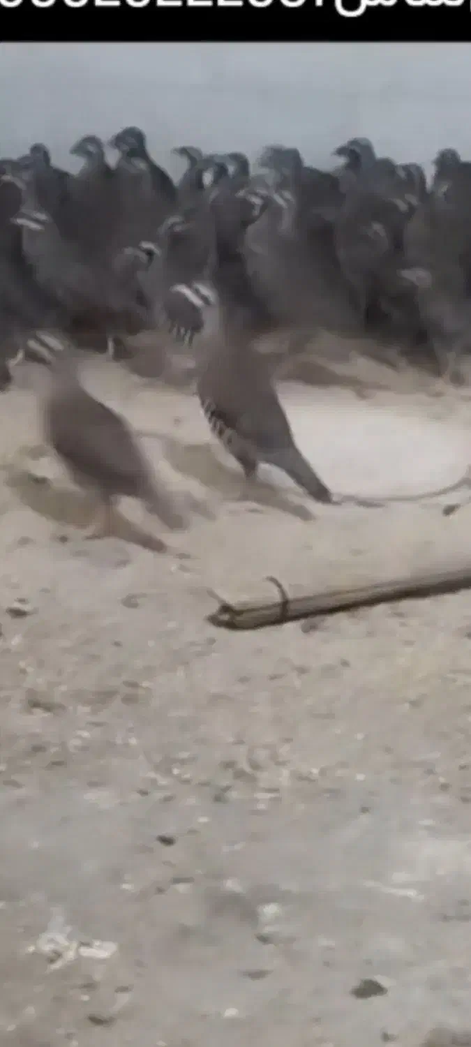 پرنده زینتی|پرنده|اهواز, غیزانیه|دیوار