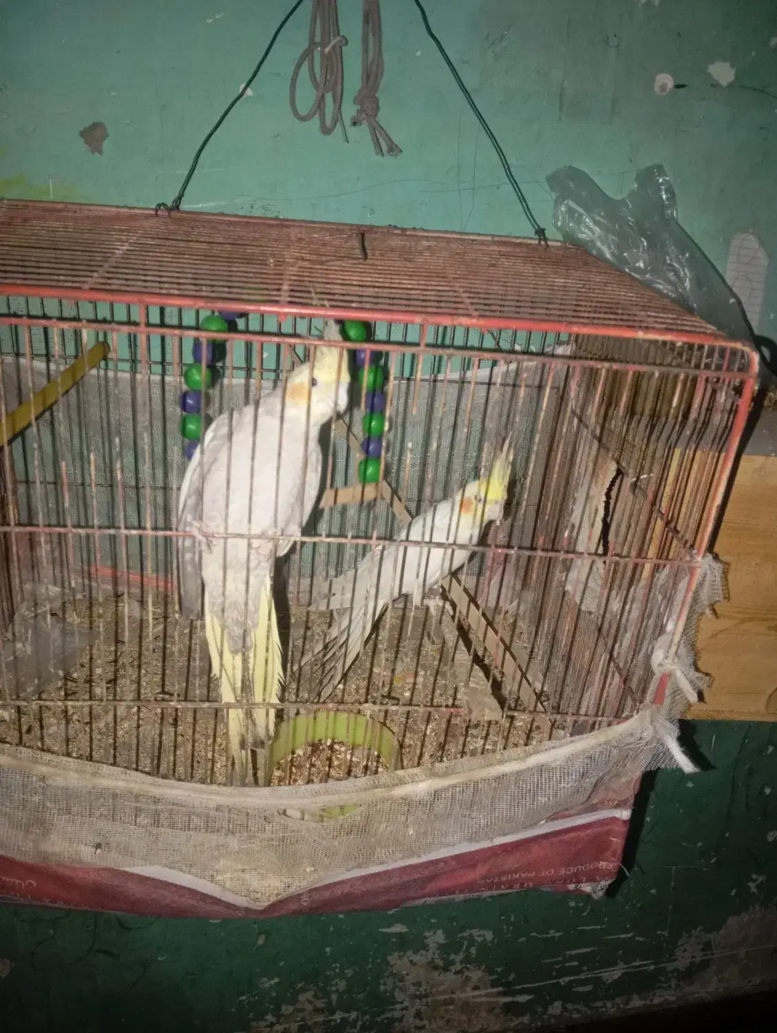 عروس هلندی|پرنده|بندرعباس, |دیوار