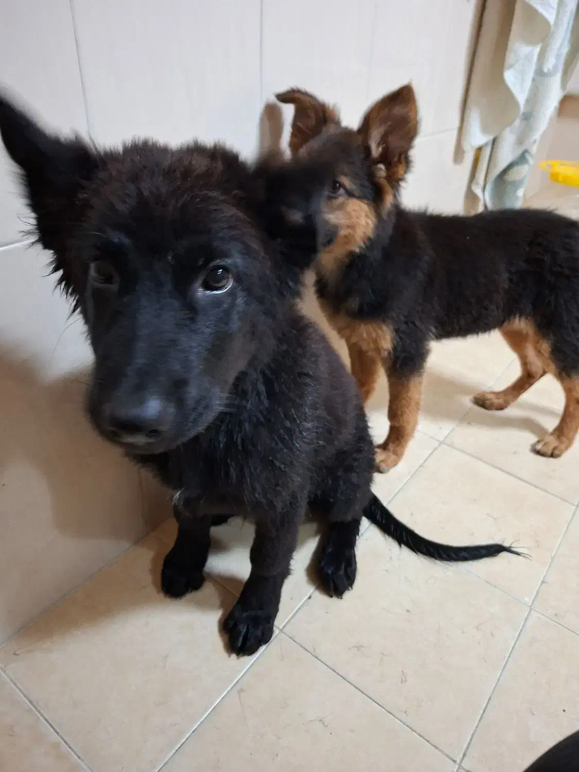 سگ ژرمن|سگ|کاشان, شهرک فرهنگیان|دیوار