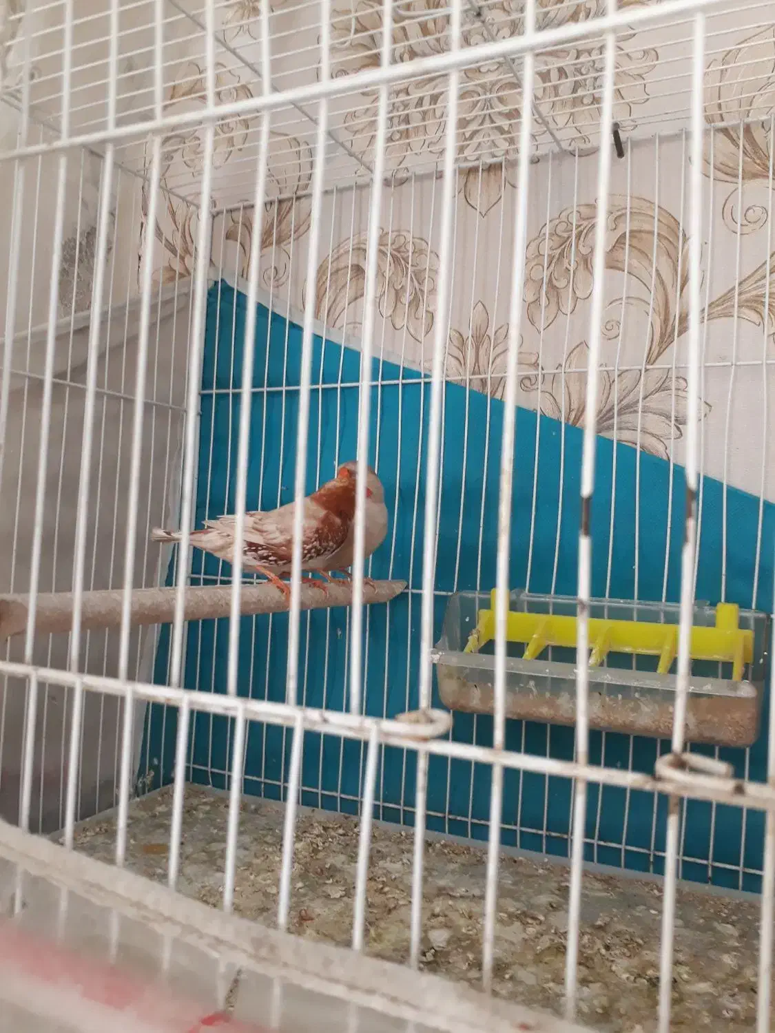 فنچ ارپای|پرنده|طرقبه, |دیوار