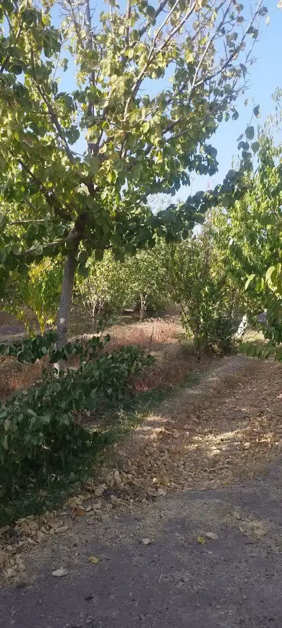 فروش زمین کشاورزی|فروش زمین و ملک کلنگی|خلجستان, |دیوار