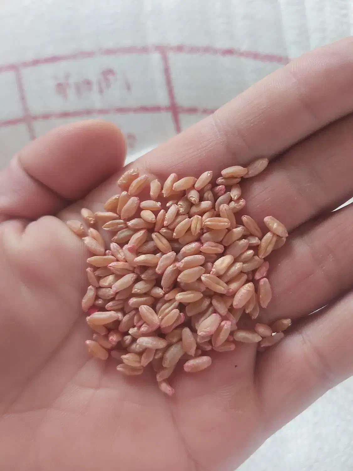 گندم دهدشت|عمده‌فروشی|سرپل ذهاب, |دیوار