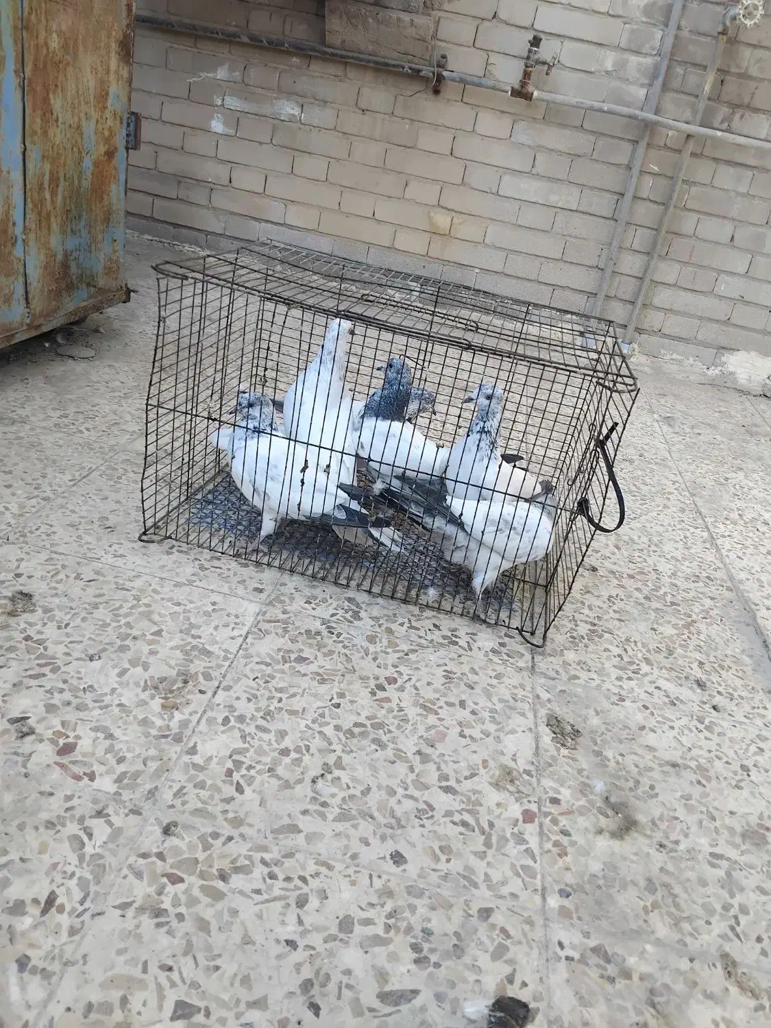 کبوتر شیخی|پرنده|بندر ماهشهر, |دیوار