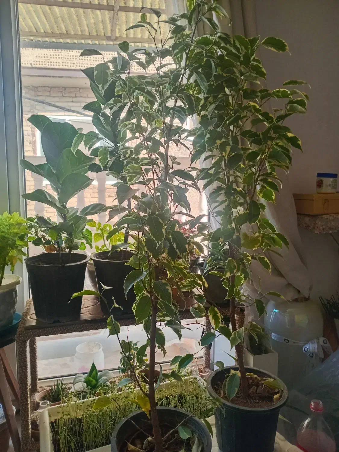 گل بنجامین.لیراتا|گل و گیاه طبیعی|چهاردانگه (تهران), |دیوار