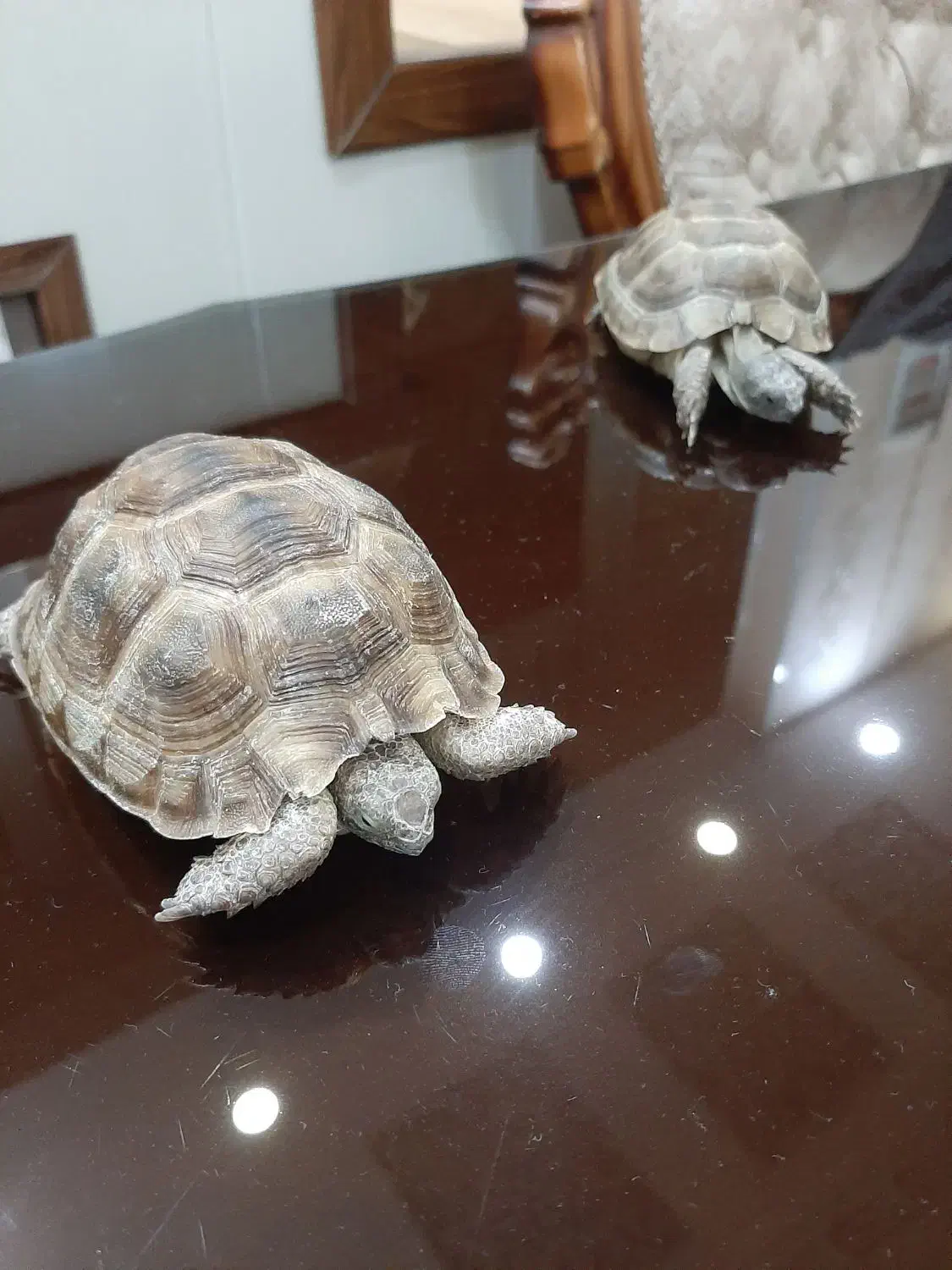 کاس لوک|خزنده|زاهدان, |دیوار