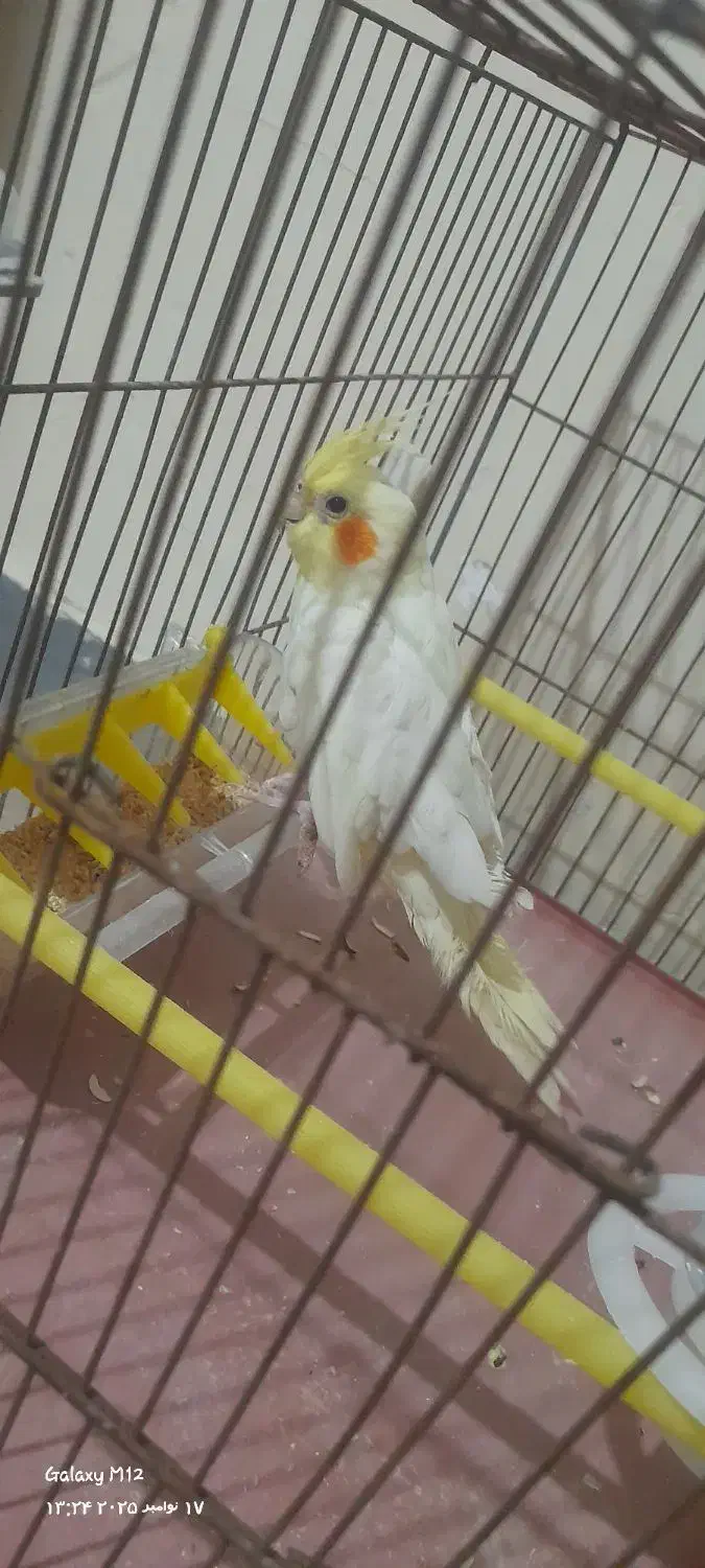 عروس هلندی لوتینو|پرنده|پاکدشت, پاکدشت (مامازند)|دیوار