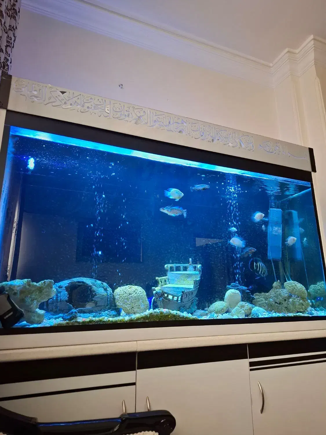 آکواریوم|ماهی|مشهد, احمدآباد|دیوار