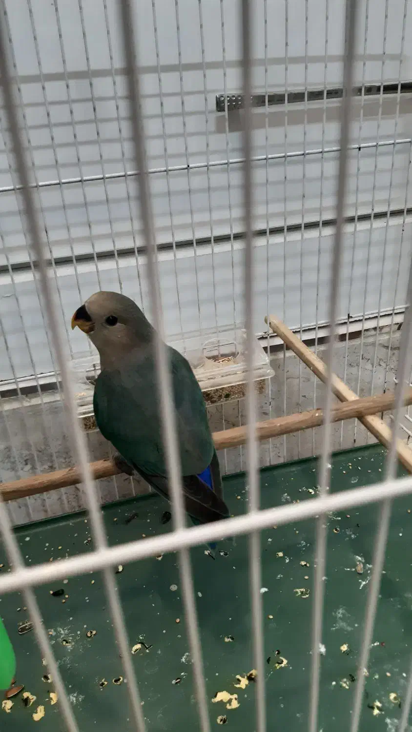 طوطی کوتوله|پرنده|نیشابور, شریعتی|دیوار