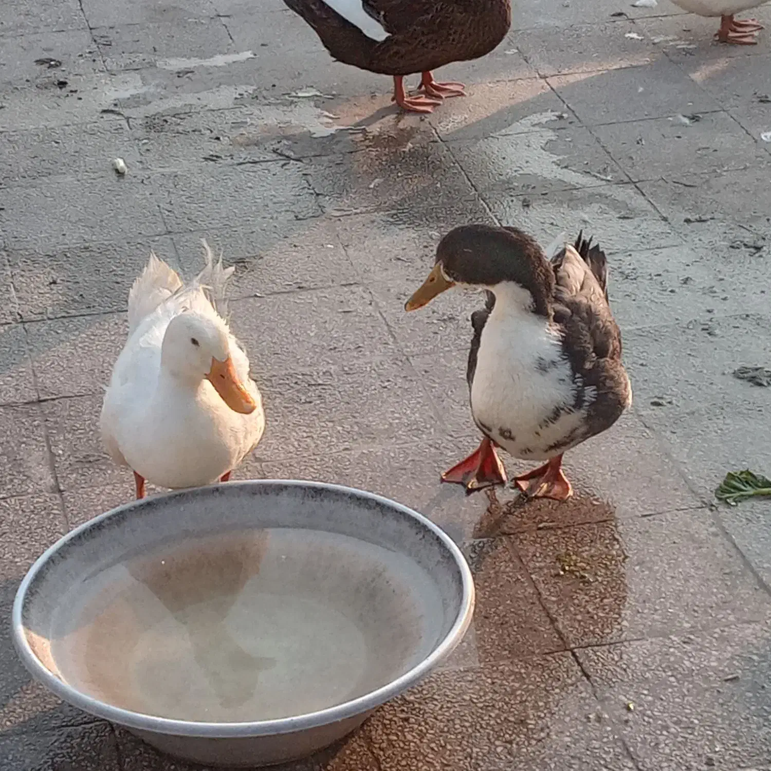 دو تا اردک نر برزگ گوشتی|حیوانات مزرعه|تهران, جمال‌زاده|دیوار