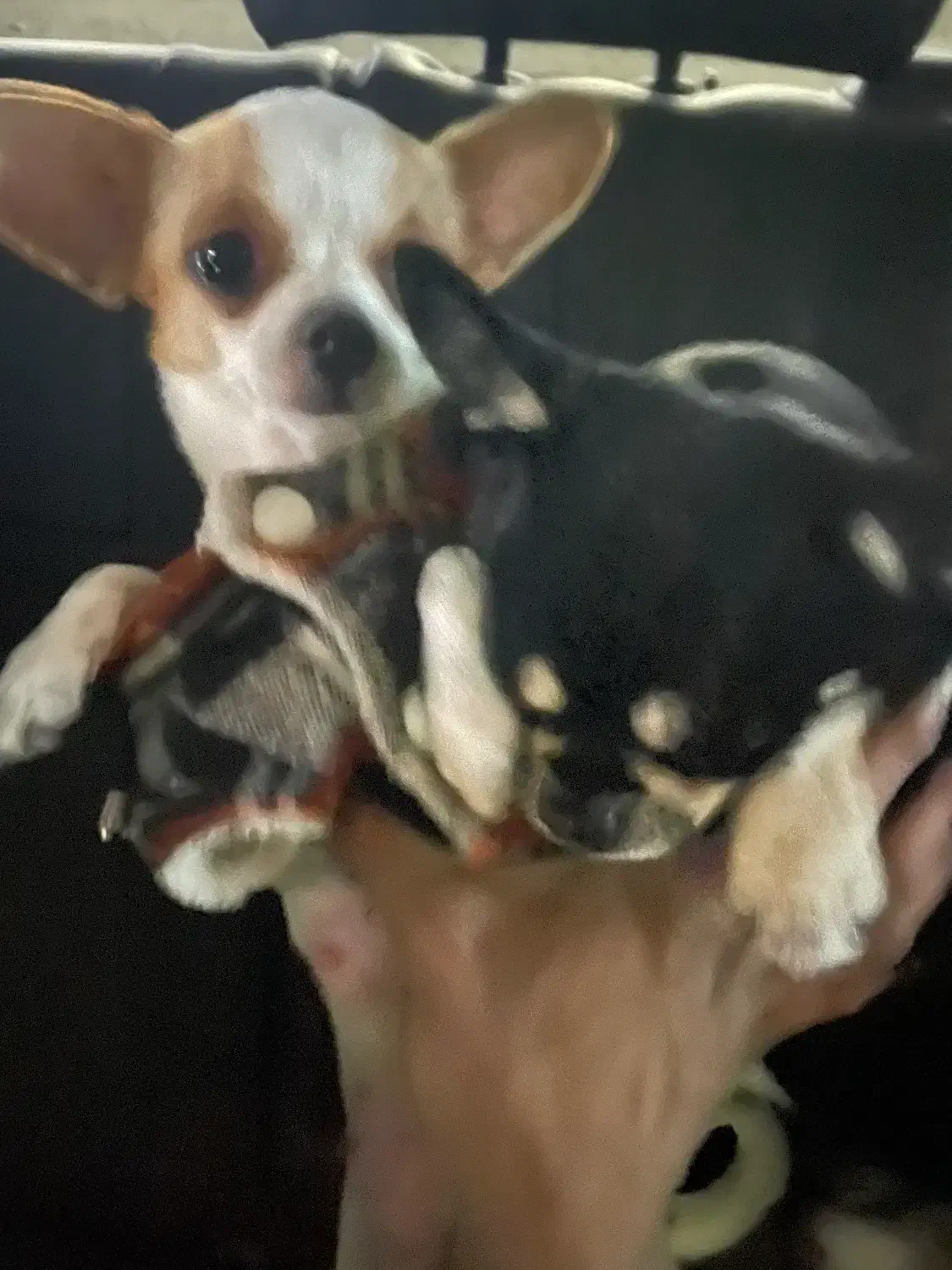 سگ شیواوا اپل هد|سگ|تهران, افسریه شمالی|دیوار