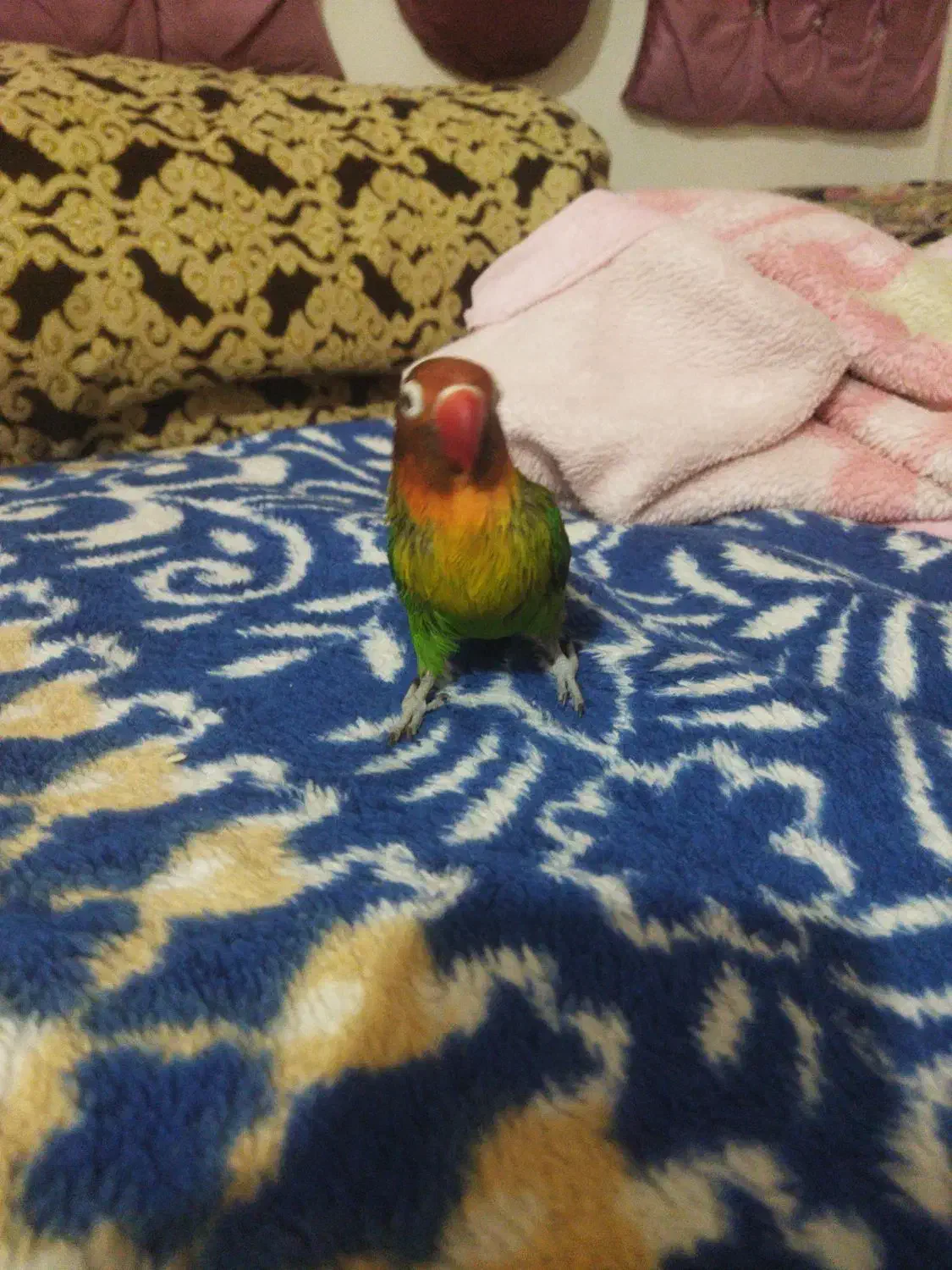 عروس هلندی و طوطی برزیلی دستی|پرنده|اهواز, مجاهد|دیوار