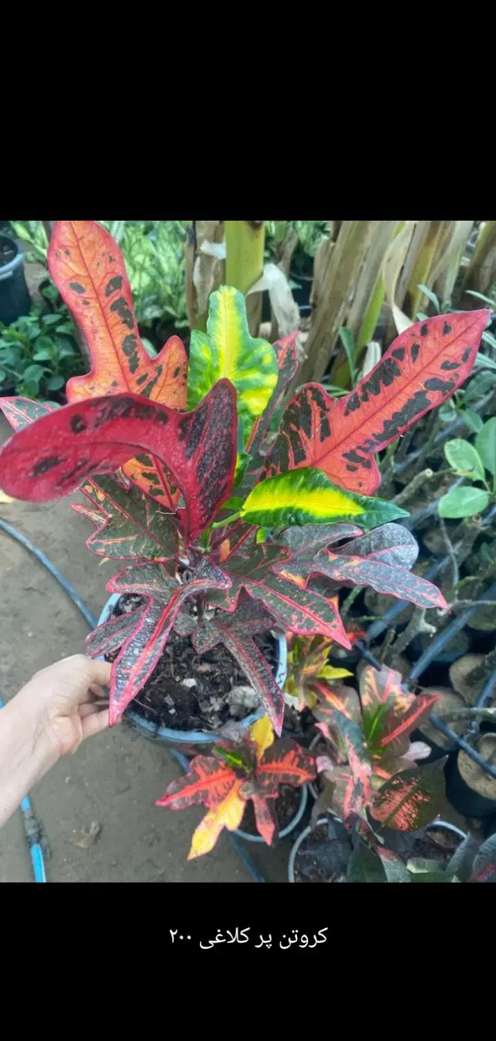 گل طبیعی|گل و گیاه طبیعی|میناب, |دیوار