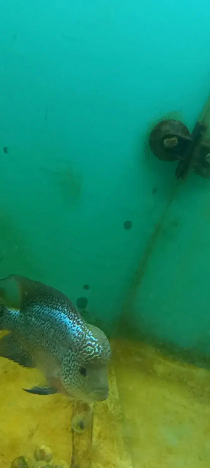 کامفا|ماهی|قم, پردیسان|دیوار